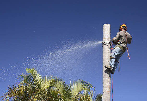 Best Lawn Dethatching  in USA